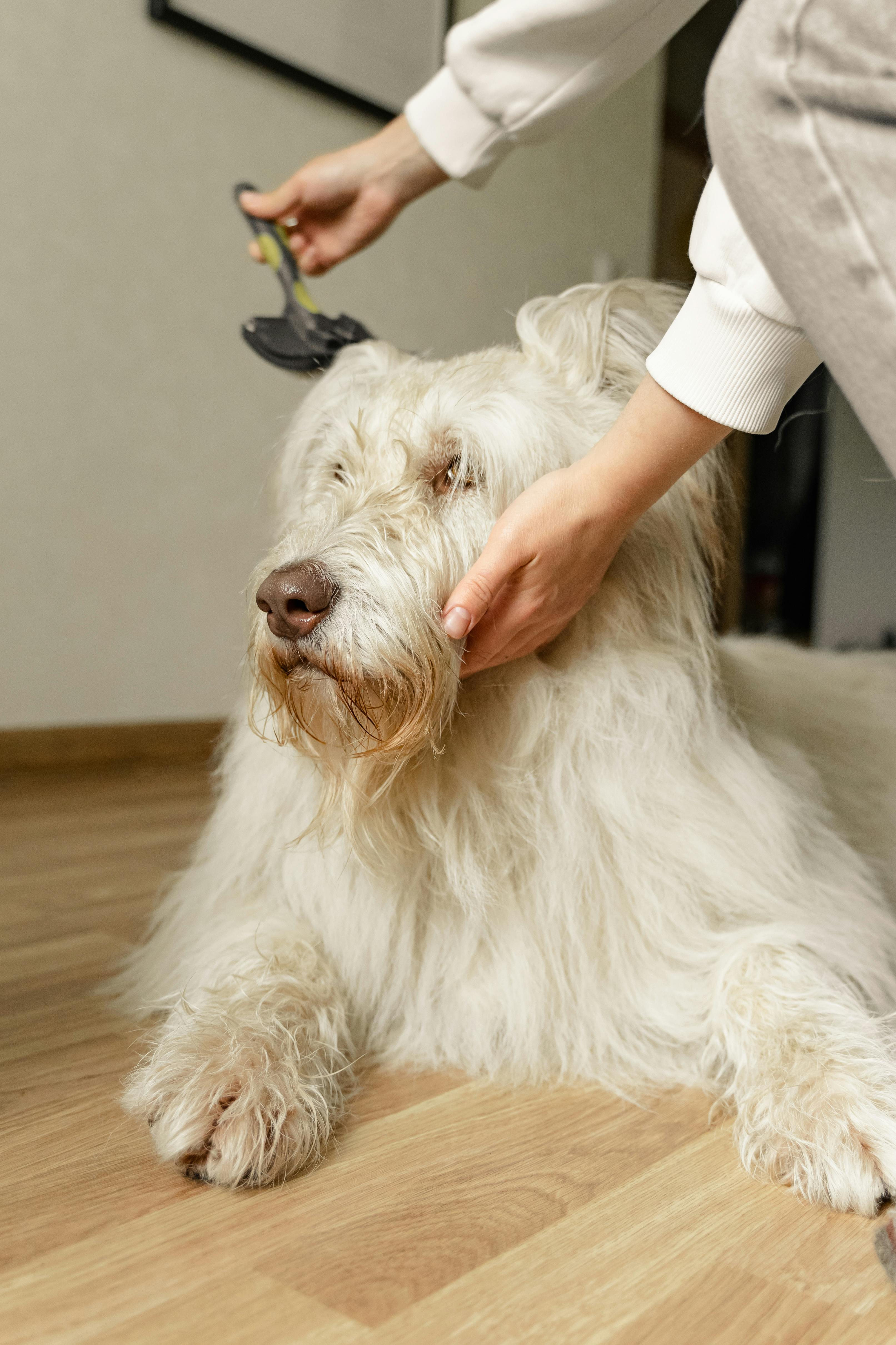 Grooming & Care